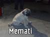 Kangal memati