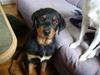 Rottweiler Bertram