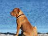 Dogue de bordeaux Miss McKenzie [ Himmelhund]