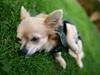 Chihuahua Fifi