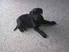 Labrador retriever <3 Bonto <3 