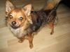 Chihuahua Oliver