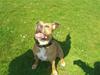 Amerikansk staffordshire terrier Thea