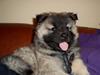 Eurasier Tara [ Himmelhund]