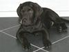 Labrador retriever "Chigo"