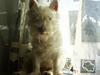 West highland white terrier Totte