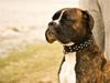 Boxer Buller