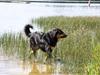 Blanding af racer Bella