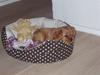 Cavalier king charles spaniel Centa 