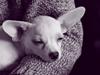 Chihuahua gucci