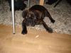 Fransk bulldog Rocky