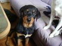 Rottweiler Bertram