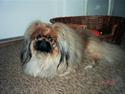Pekingeser Kisci Fine Kasper.  R.I.P