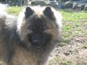 Eurasier Bamse