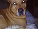Rhodesian ridgeback Markus | Min Fars |
