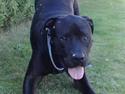 Cane corso Odin