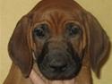 Rhodesian ridgeback Bozzy (Kuzonga's Embo)
