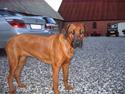 Rhodesian ridgeback Nala