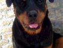 Rottweiler Kennel Heitah's Quenda