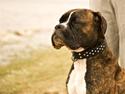 Boxer Buller