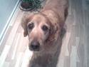 Golden retriever Sissi Aflivet :(
