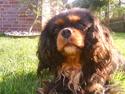 Cavalier king charles spaniel Floh <3