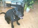 Labrador retriever Jack