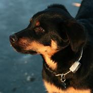 Rottweiler Zeus<3