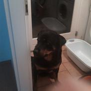 Rottweiler Zeus<3