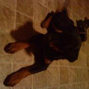 Rottweiler Zeus<3