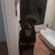 Rottweiler Zeus<3