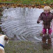 Amerikansk bulldog Tyson