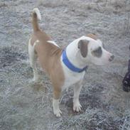 Amerikansk bulldog Tyson