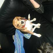 Beagle Molly SOLGT