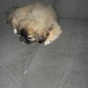 Pekingeser Fiona