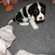 Cavalier king charles spaniel Lady