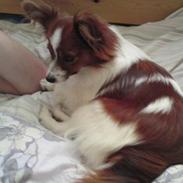Papillon Shika