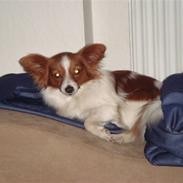 Papillon Shika