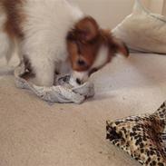 Papillon Shika