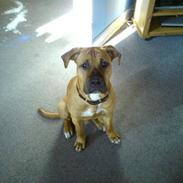 Blanding af racer Amstaff/presa Samson