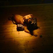 Blanding af racer Amstaff/presa Samson