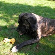 Mastiff Smilla