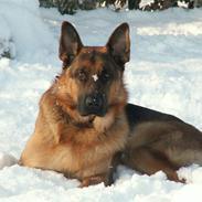 Schæferhund Elverhøj Pele (Kastro)