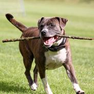 Amerikansk staffordshire terrier psycho