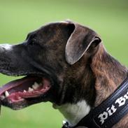 Amerikansk staffordshire terrier psycho