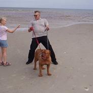 Dogue de bordeaux Estelle of Red and Brindl