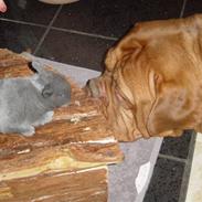 Dogue de bordeaux Estelle of Red and Brindl