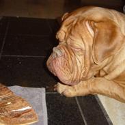 Dogue de bordeaux Estelle of Red and Brindl