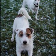 Jack russell terrier Jensen'S Rommel