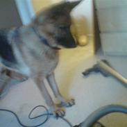 Schæferhund Tiki
